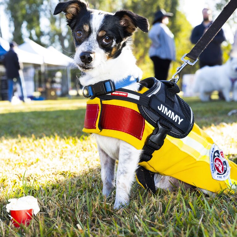 Pooches_in_the_Park