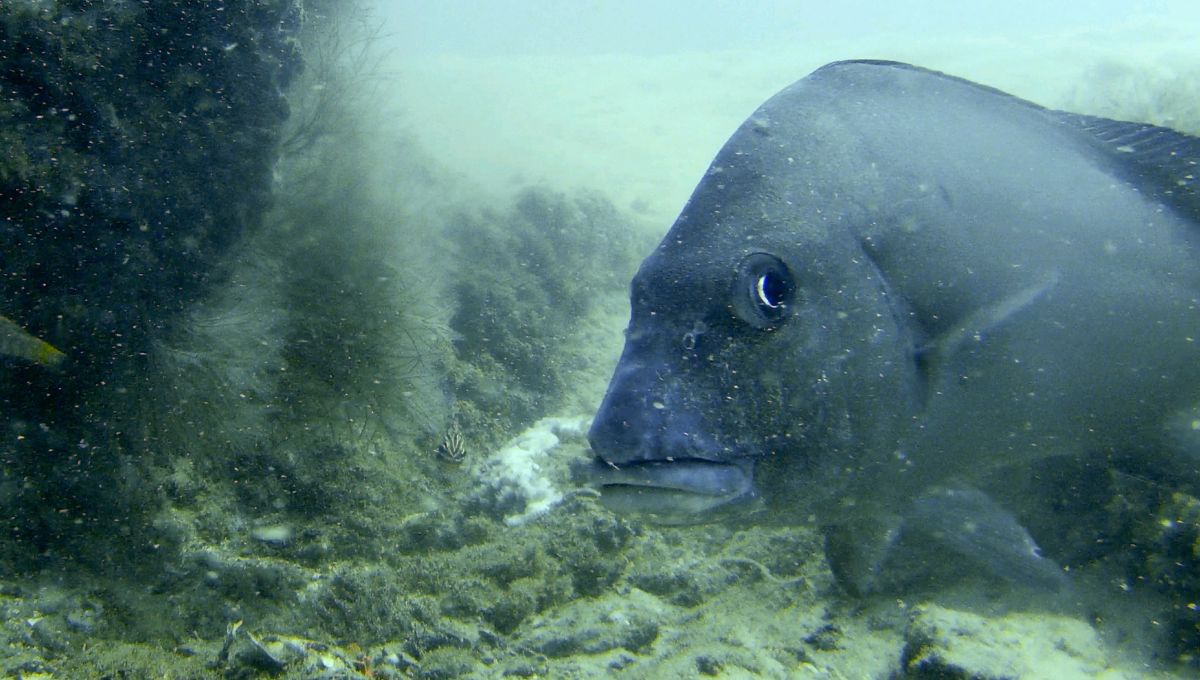 Morwong of Morenton Bay