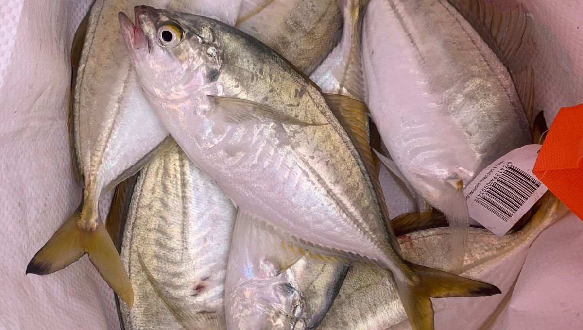 Fringefin Trevally