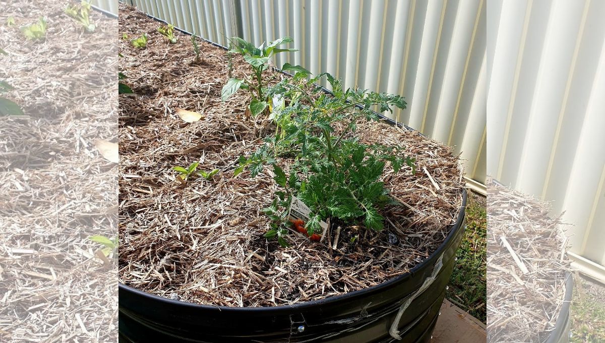 Organic Gardening in October- Garden Club